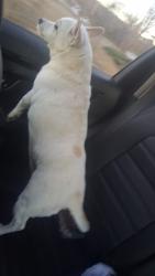 Found/Stray Unknown Dog last seen 4th and Zurich , Golden, CO 80401
