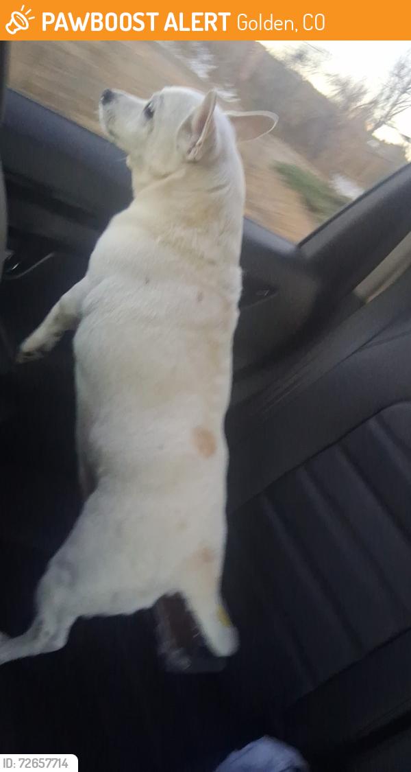Found/Stray Unknown Dog last seen 4th and Zurich , Golden, CO 80401