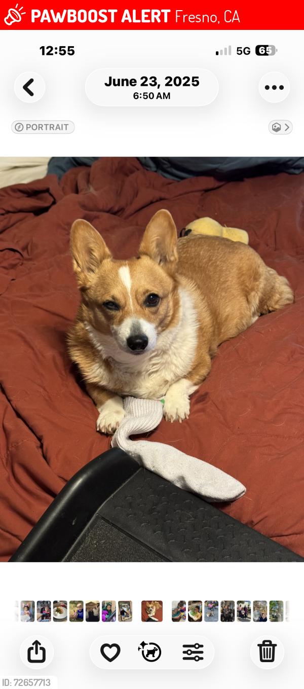Lost Female Dog last seen Belmont Country Club, Fresno, CA 93737