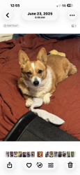 Lost Female Dog last seen Belmont Country Club, Fresno, CA 93737