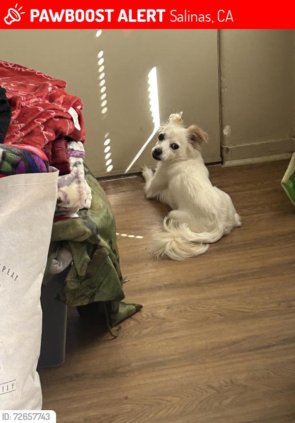Lost Female Dog last seen virgina ave, Salinas, CA 93907