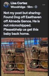 Found/Stray Male Dog last seen Lambright and East Haven off Almeda Genoa, Houston, TX 77075