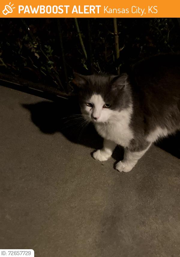 Found/Stray Unknown Cat last seen 16th and Anne, near Bishop Ward soccer field, Kansas City, KS 66102