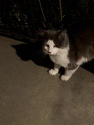 Found/Stray Unknown Cat last seen 16th and Anne, near Bishop Ward soccer field, Kansas City, KS 66102