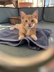Found/Stray Male Cat last seen 7th and G St, La Verne, CA 91750