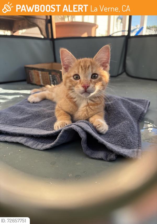 Found/Stray Male Cat last seen 7th and G St, La Verne, CA 91750