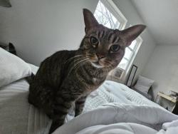 Lost Male Cat last seen Camp Taylor Park, Louisville, KY 40213