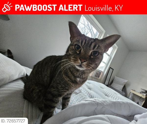 Lost Male Cat last seen Camp Taylor Park, Louisville, KY 40213