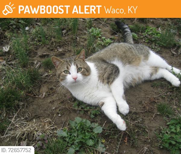 Found/Stray Male Cat last seen Near Baumstark Road, Waco, KY 40385