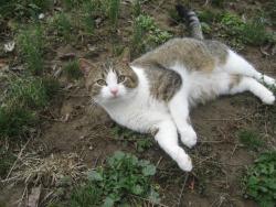 Found/Stray Male Cat last seen Near Baumstark Road, Waco, KY 40385
