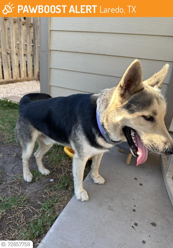 Found/Stray Male Dog last seen South 83 towards Rio bravo, Laredo, TX 78040