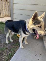 Found/Stray Male Dog last seen South 83 towards Rio bravo, Laredo, TX 78040
