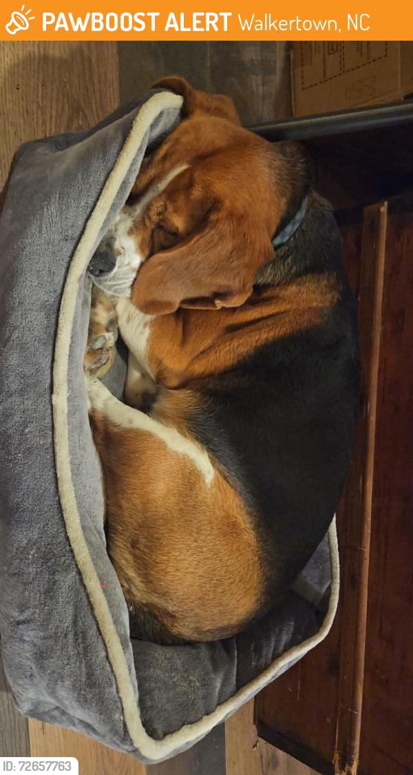Found/Stray Female Dog last seen Hastings Valley Road , Walkertown, NC 27051