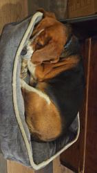 Found/Stray Female Dog last seen Hastings Valley Road , Walkertown, NC 27051