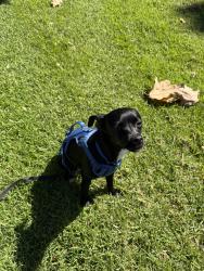 Lost Female Dog last seen Bolker Park, Port Hueneme, CA 93041