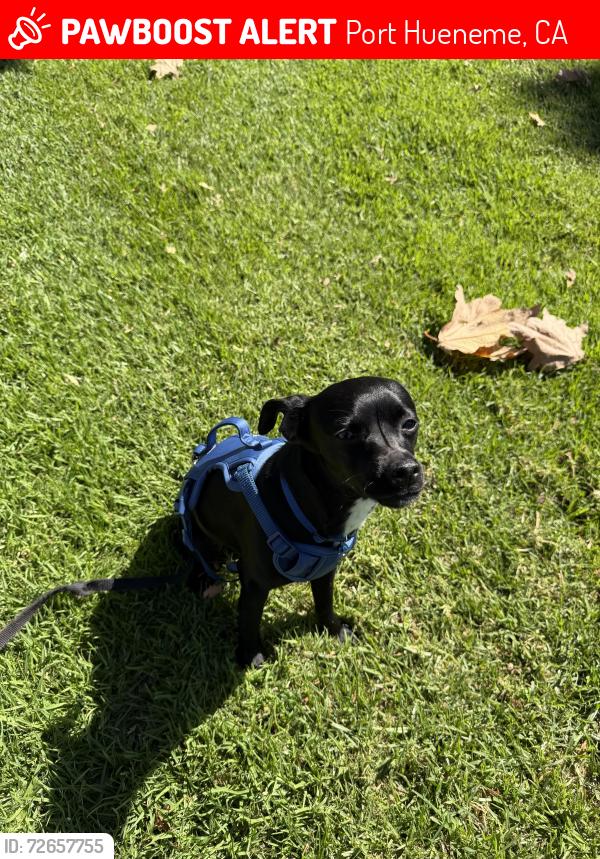Lost Female Dog last seen Bolker Park, Port Hueneme, CA 93041