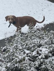 Lost Male Dog last seen Dollar general, and publix, Richland County, SC 29063