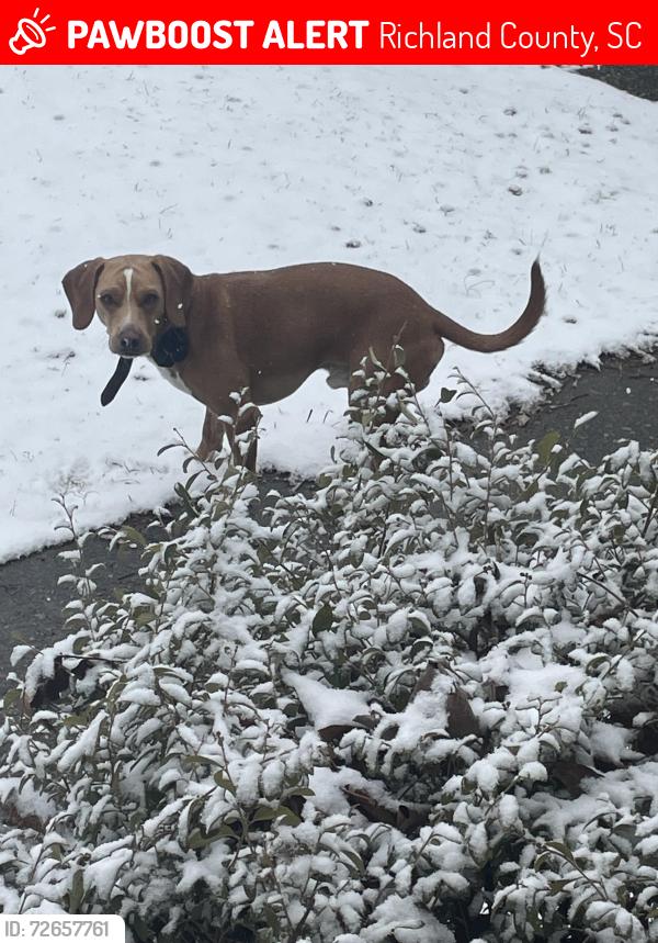 Lost Male Dog last seen Dollar general, and publix, Richland County, SC 29063