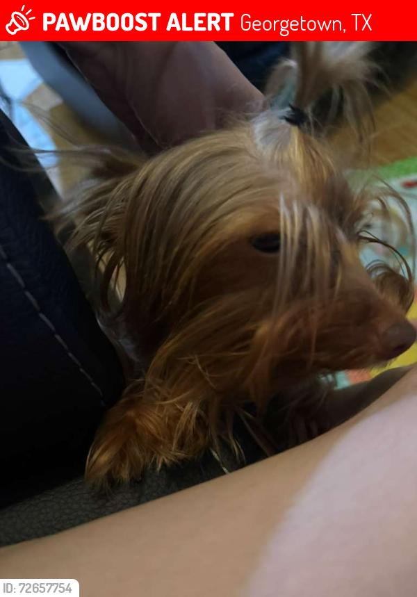 Lost Female Dog last seen Near rockride ln gerogetown , Georgetown, TX 78626