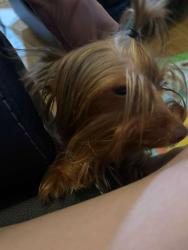 Lost Female Dog last seen Near rockride ln gerogetown , Georgetown, TX 78626