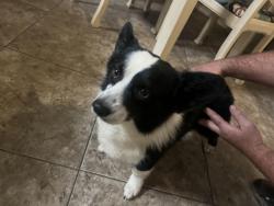 Found/Stray Male Dog last seen Southland- by Shady Hill , San Angelo, TX 76904