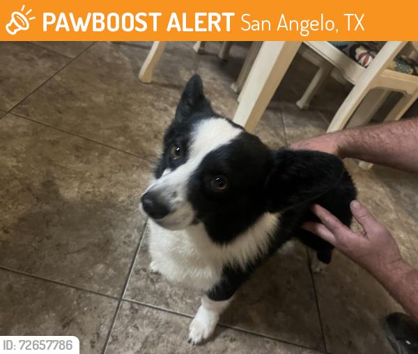 Found/Stray Male Dog last seen Southland- by Shady Hill , San Angelo, TX 76904