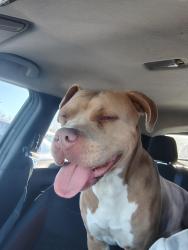 Found/Stray Female Dog last seen Frederick Douglass High School , Oklahoma City, OK 73102