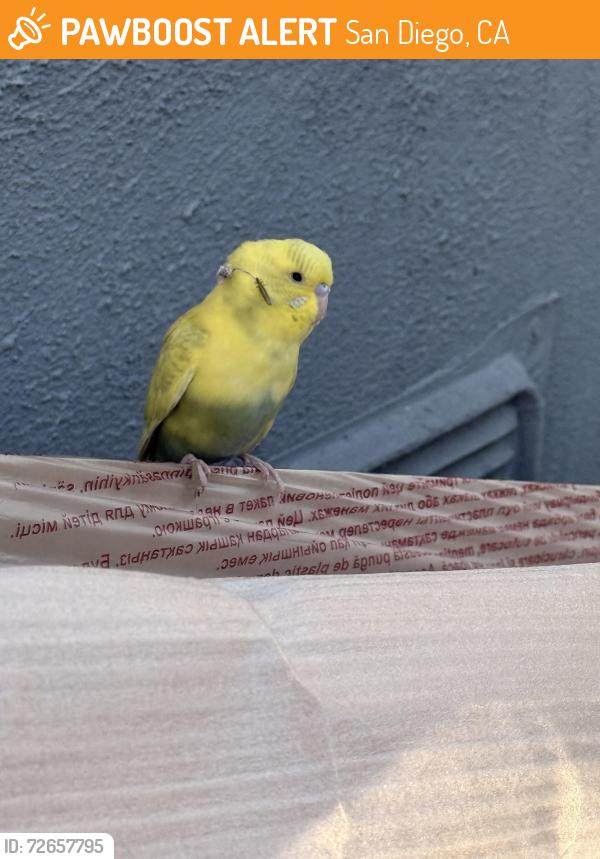 Found/Stray Unknown Bird last seen 25th St, San Diego, CA 92113