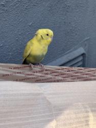 Found/Stray Unknown Bird last seen 25th St, San Diego, CA 92113