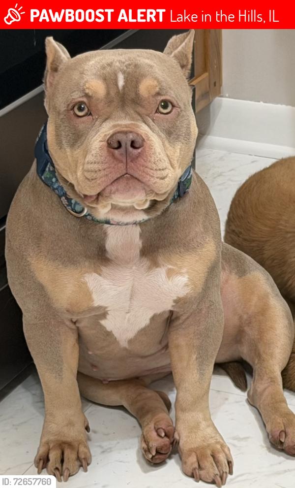 Lost Female Dog last seen Elementary School, , Lake in the Hills, IL 60156