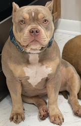 Lost Female Dog last seen Elementary School, , Lake in the Hills, IL 60156