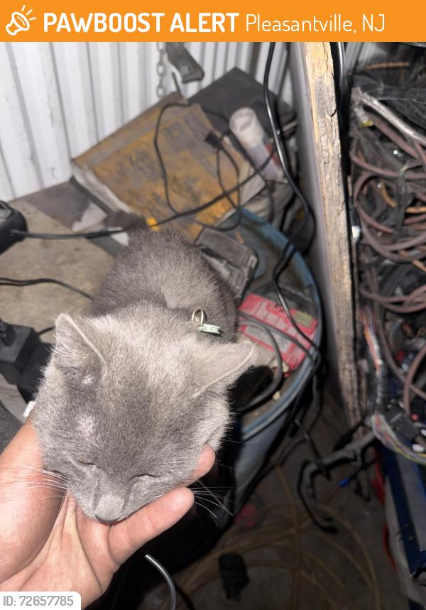 Found/Stray Unknown Cat last seen Near b west Delilah rd Pleasantville , Pleasantville, NJ 08232
