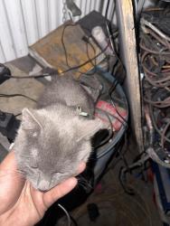 Found/Stray Unknown Cat last seen Near b west Delilah rd Pleasantville , Pleasantville, NJ 08232