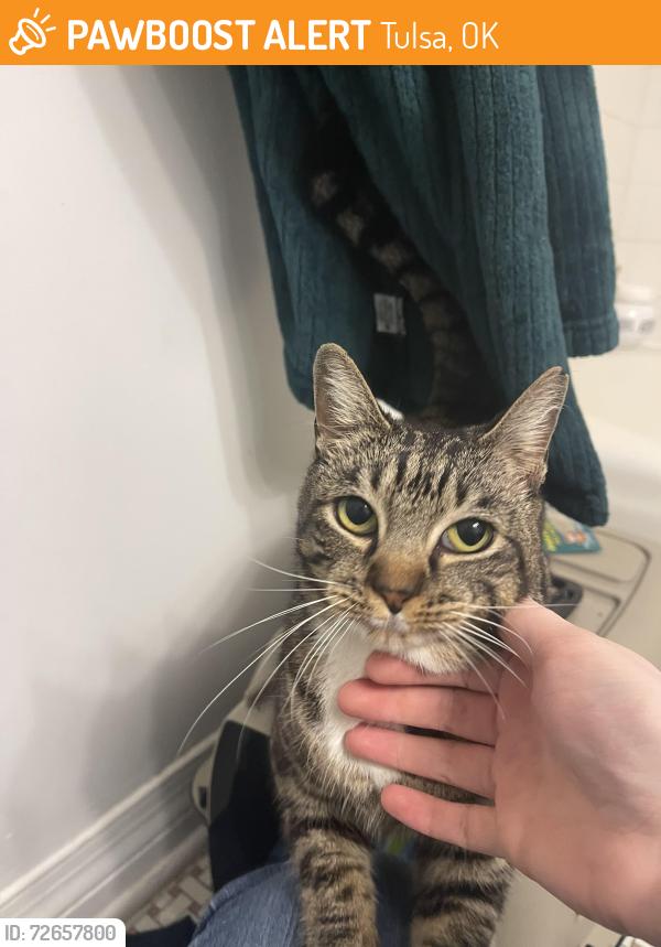 Found/Stray Female Cat last seen 31st and Sheridan, Tulsa, OK 74135