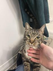 Found/Stray Female Cat last seen 31st and Sheridan, Tulsa, OK 74135