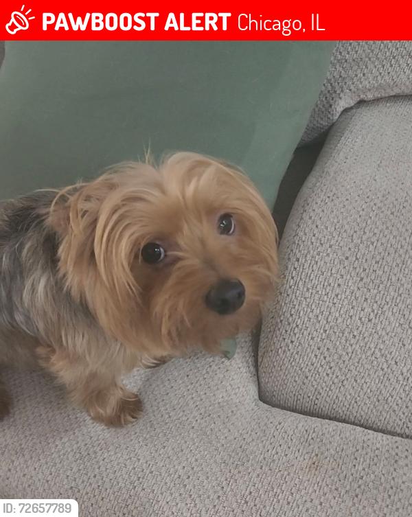 Lost Male Dog last seen Over east near Stagg Stadium , Chicago, IL 60617
