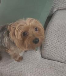 Lost Male Dog last seen Over east near Stagg Stadium , Chicago, IL 60617