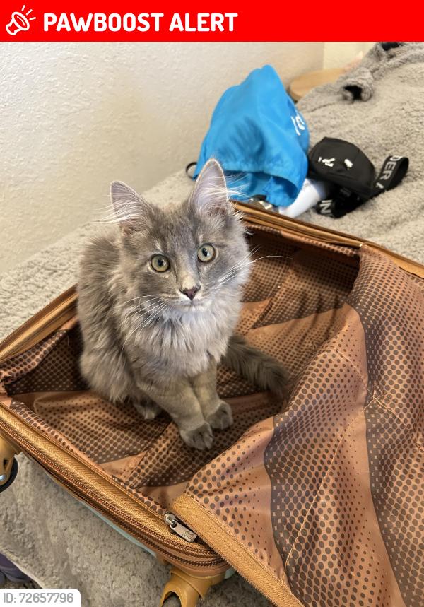 Lost Male Cat last seen Swan Rd and Meadow Glen Ln, Colorado Springs, CO 80908