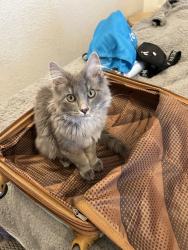 Lost Male Cat last seen Swan Rd and Meadow Glen Ln, Colorado Springs, CO 80908