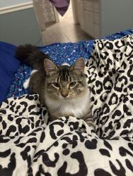 Lost Male Cat last seen Near silver bluff dr Leesburg fl, Leesburg, FL 34788