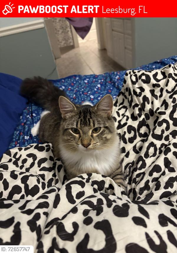 Lost Male Cat last seen Near silver bluff dr Leesburg fl, Leesburg, FL 34788