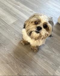 Lost Male Dog last seen River road, Shirley, NY 11967