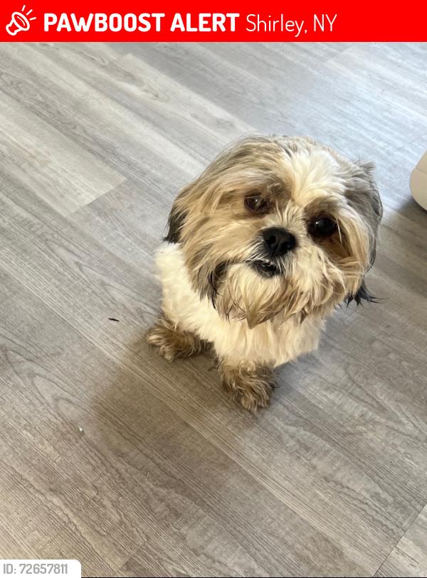 Lost Male Dog last seen River road, Shirley, NY 11967