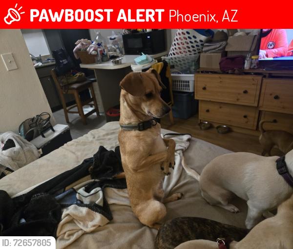 Lost Male Dog last seen 83rd Ave and Thomas, Phoenix, AZ 85037