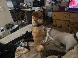Lost Male Dog last seen 83rd Ave and Thomas, Phoenix, AZ 85037