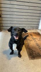 Found/Stray Male Dog last seen Pico Union Project, Los Angeles, CA 90015