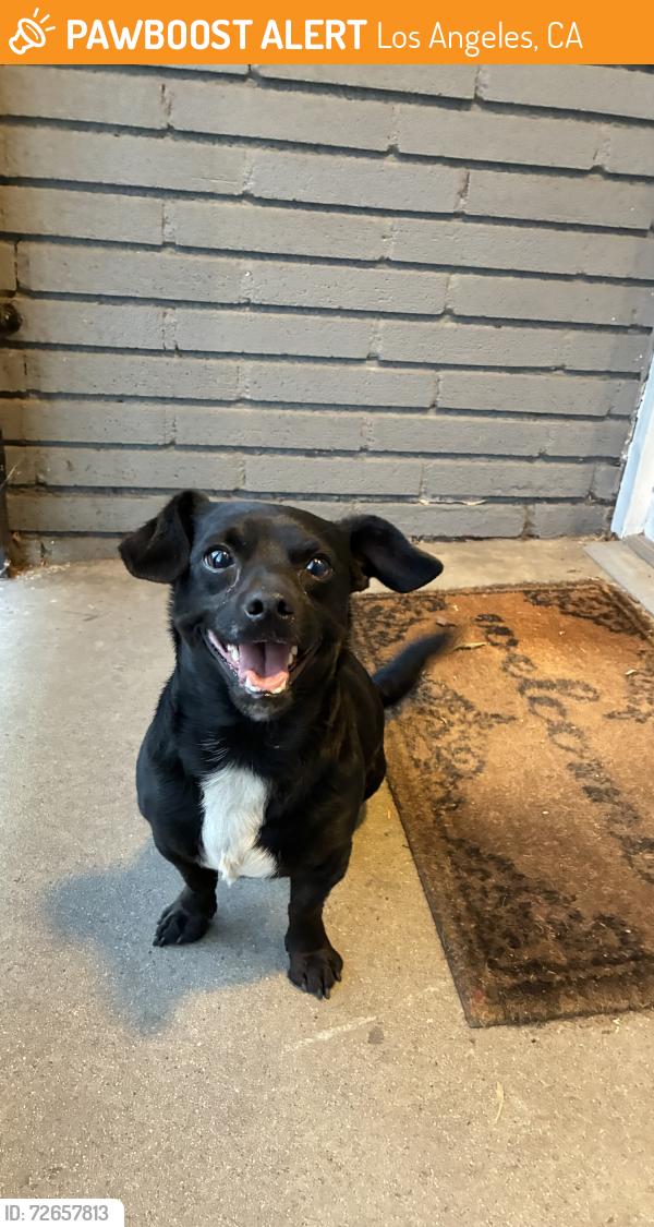 Found/Stray Male Dog last seen Pico Union Project, Los Angeles, CA 90015