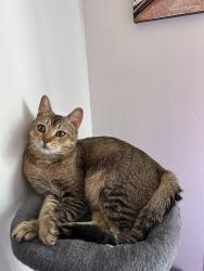 Lost Male Cat last seen buenaventura lakes by oakwood drive area , Buena Ventura Lakes, FL 34743