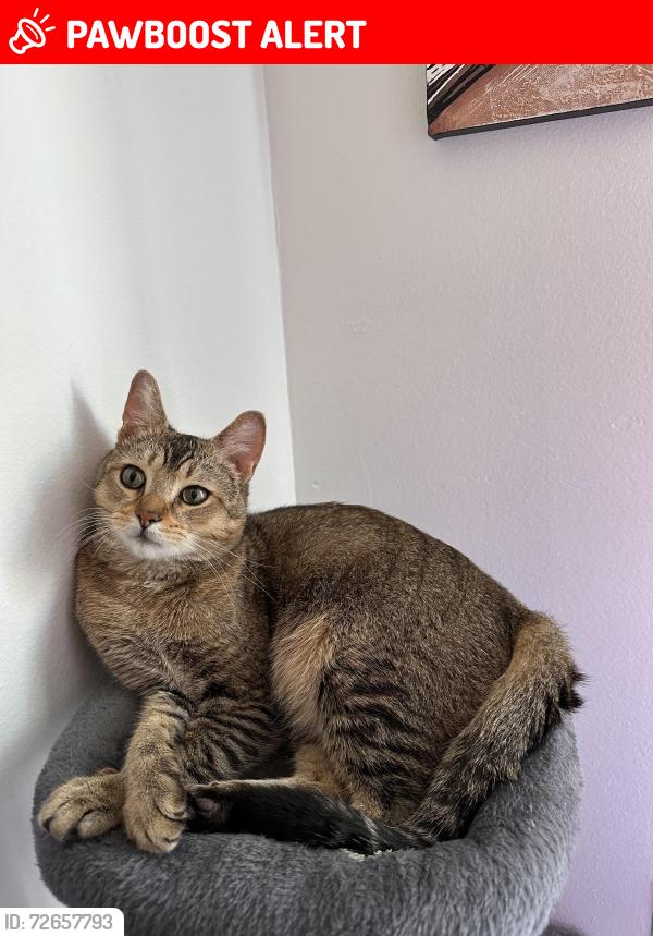 Lost Male Cat last seen buenaventura lakes by oakwood drive area, Buena Ventura Lakes, FL 34743