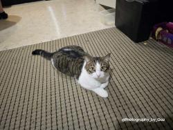 Lost Male Cat last seen Williamstown drive and Chadstone Way , Baldivis, WA 6171